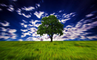 Tree field sky clouds blue - white cloud free wallpaper