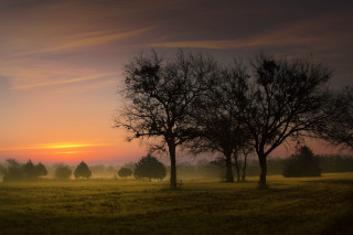 Field trees sunset clouds sky 2 - tree and a sunset in the background free wallpaper