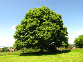 Large tree grassy field blue - a large tree free wallpaper