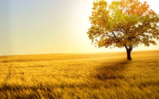 Lone tree golden field autumn - golden free wallpaper