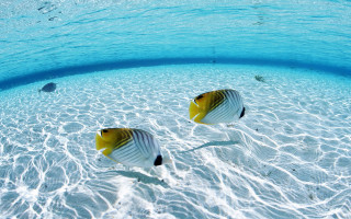 Two fish swimming shallow pool 3 - a blue sky above them free wallpaper