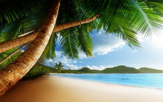 Palm tree beach blue sky 21 - a blue sky and ocean in the background free wallpaper