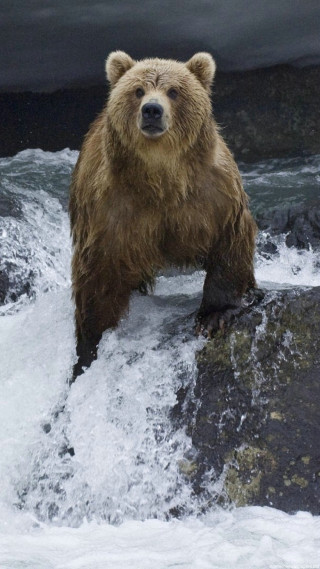 Brown bear rock river dark 2 - a rock in a river free wallpaper