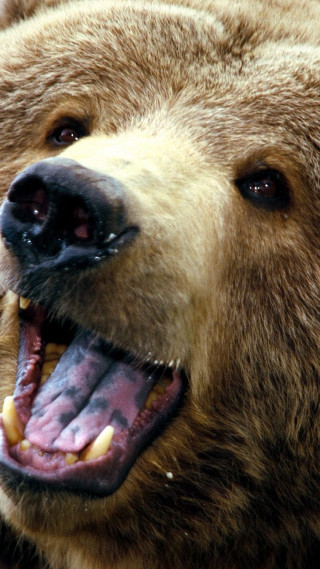 Brown bear mouth open tongue - open free wallpaper for mobile