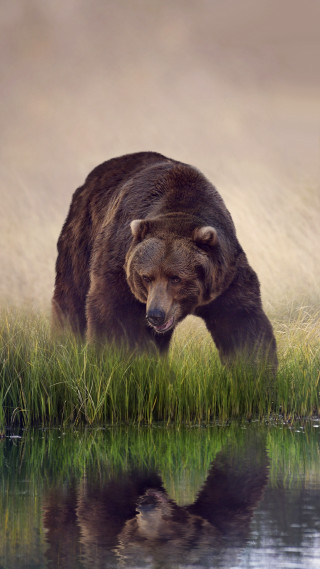 Bear walking grass water reflection - a bear free wallpaper for mobile