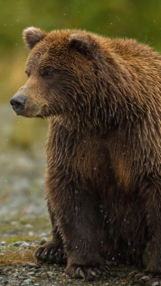 Brown bear rocky field forest - top free wallpaper for mobile