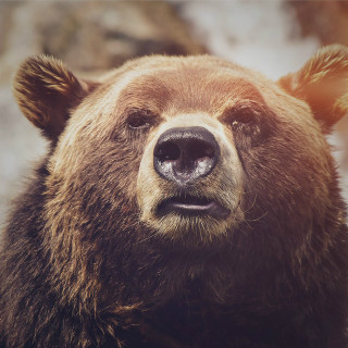 Brown bear close up nature - a close up free wallpaper for tablet