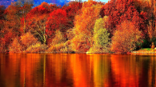 Lake trees orange red leaves 2 - in the foreground free wallpaper