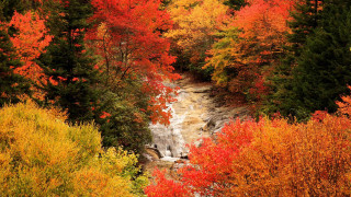 Autumn leaves forest fire sunset - a stream free wallpaper