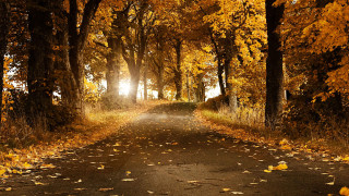 Road trees leaves bench sunshine - the sun free wallpaper