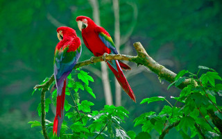 Red green parrots branch tree 5 - parrot free wallpaper for desktop