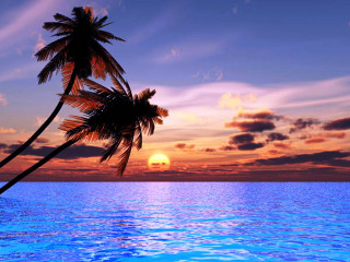 Palm tree water sunset sun - a palm tree free wallpaper