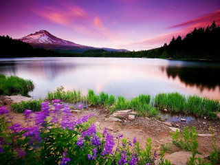 Mountain lake purpleflowers forest sunset 3 - a lake in the foreground free wallpaper