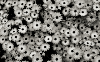 White flower bouquet black white - claire hummel free wallpaper
