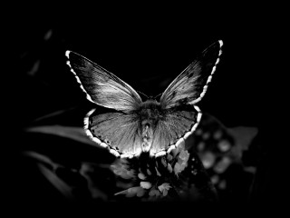 Butterfly sitting flower dark night 3 - a butterfly free wallpaper for desktop