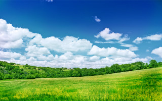 Field blue sky clouds green 2 - yellow flower and trees free wallpaper for desktop