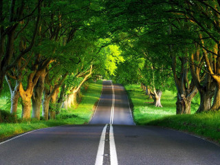 Tree lined road surrounded by 6 - a line of trees free wallpaper