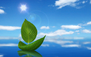 Green leaf water blue sky - top of a body free wallpaper