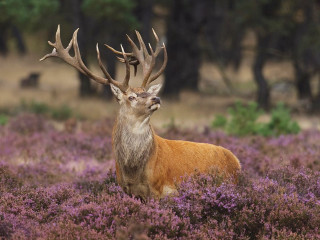 Deer antlers purple flowers field - alexander johnston free wallpaper for desktop