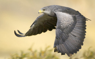 Bird flying air wings spread 12 - background free wallpaper