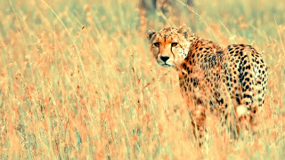 Cheetah tall grass looking camera - a cheetah free wallpaper