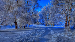 Snowy forest path blue sky 3 - snow and ice free wallpaper