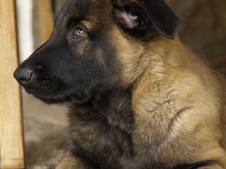 Dog sitting wooden post sad - heroic pose free wallpaper