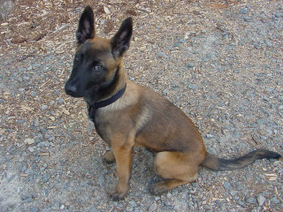 Dog sitting gravel sad look - its face and ears free wallpaper