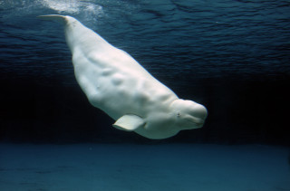 Polar bear swimming ocean water - underwater free wallpaper