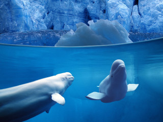 Dolphins swimming glacier icebergs pool - winning free wallpaper