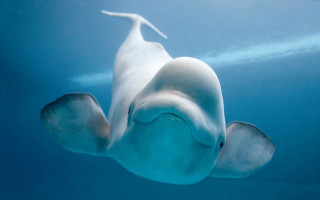 White dolphin underwater blue ocean - a blue ocean free wallpaper