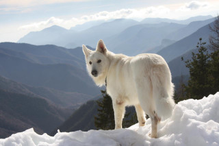 White dog snow covered slope - top of a snow free wallpaper