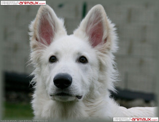 White dog black nose sad - a white coat free wallpaper