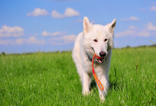 White dog red leash field - a white dog free wallpaper