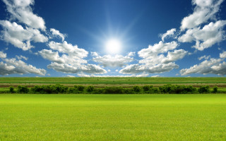 Sunny field grass trees bushes 3 - a bright sun in the sky above free wallpaper