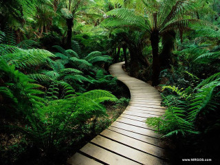 Wooden path forest trees ferns 6 - a wooden walkway free wallpaper
