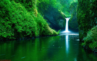 Waterfall green forest stream nature 11 - a green forest free wallpaper