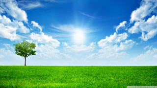 Lone tree green field blue 16 - cloud and sun free wallpaper