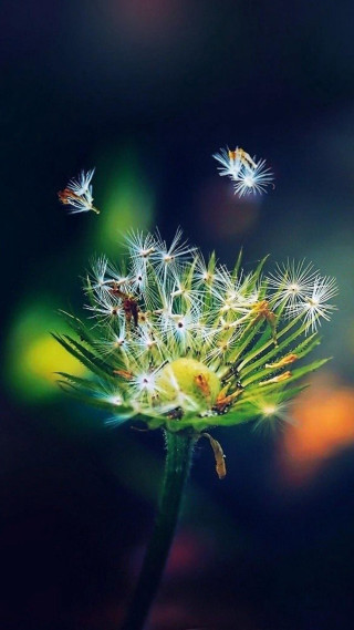 Dandelion butterflies dark background blurry - tiny free wallpaper for mobile