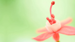 Pink flower blurry macro butterfly - this image free wallpaper for desktop