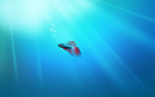 Fish swimming blue water sunlight - the water surface free wallpaper