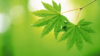 Green leaf hanging branch sunlight - art green free wallpaper