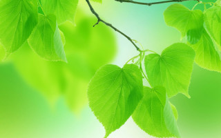 Green branch leaves butterfly gradient - soft free wallpaper for desktop