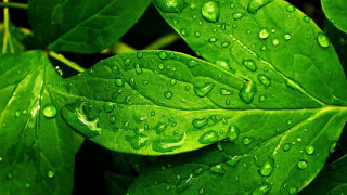 Green leaf water drops macro 3 - a green leaf free wallpaper for desktop