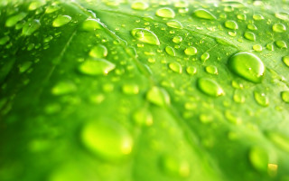Green leaf water drops macro 24 - a green leaf free wallpaper