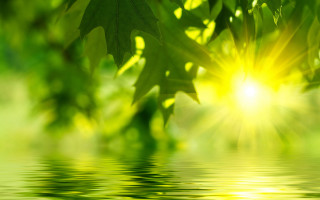 Green leaf water reflection sunlight - the water of a lake free wallpaper