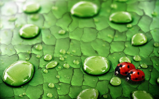Ladybug green leaf water drops 2 - macro art free wallpaper