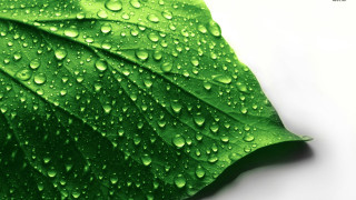 Green leaf water droplets macro 14 - a green leaf free wallpaper for desktop