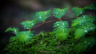 Water drops plant leaves forest - free nature wallpaper