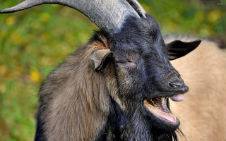 Goat large horns field grass - large horn free wallpaper